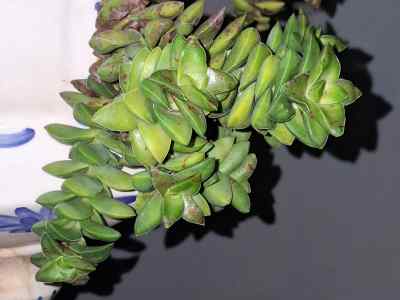 crassula-'spring-time'-