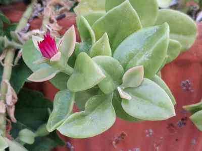 mesembryanthemum-cordifolium-