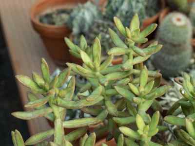 sedum-adolphii-raym--hamet1912