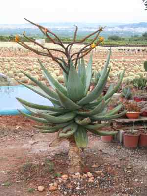 aloe-marlothii-a--berger