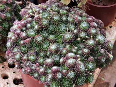 sempervivum-l-1753
