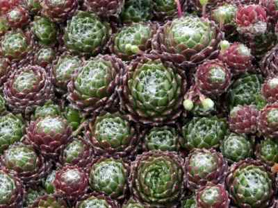 sempervivum-arachnoideum-