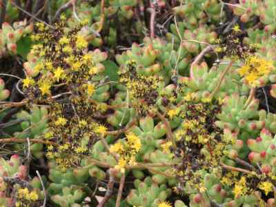 sedum-pachyphyllum-rose1911