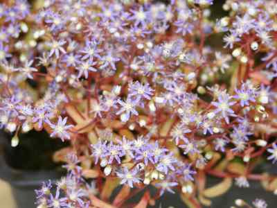 sedum-caeruleum-l-1771