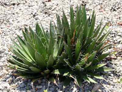 agave-filifera-salm--hortus-dickensis-1834
