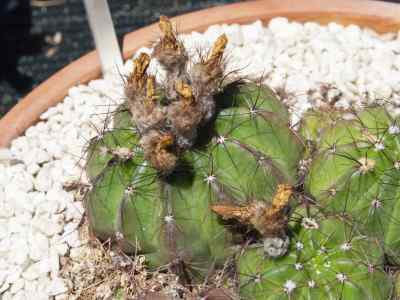 parodia-ottonis-lehmann-n--p--taylor-1987