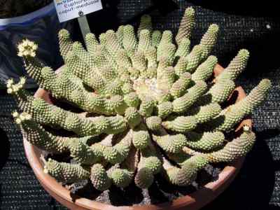 euphorbia-caput-medusae-l--