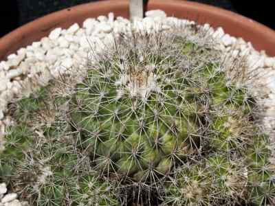 turbinicarpus-horripilus-lemaire-v--john--riha-1983