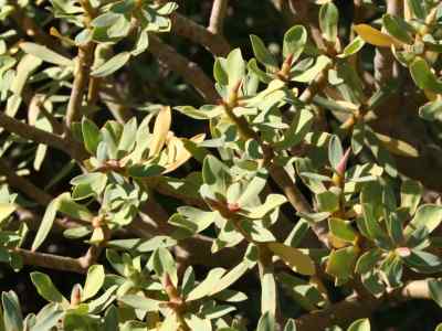 euphorbia-balsamifera-aiton1789