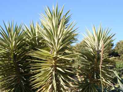 yucca-'jewel'-