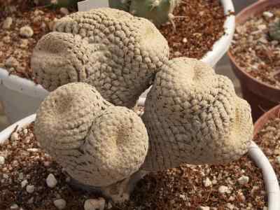 euphorbia-piscidermis-m-g-gilbert1974