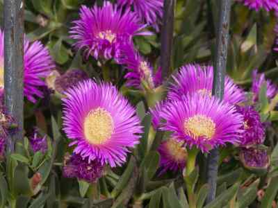 carpobrotus-acinaciformis-l--l-bolus1927-