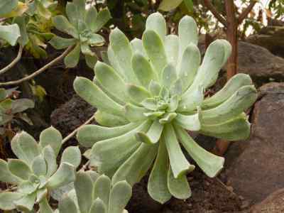 aeonium-urbicum-webb--berth