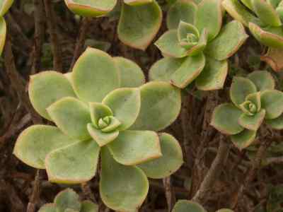 aeonium-ciliatum-webb--berthel-1841
