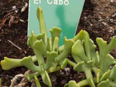 rhombophyllum-dolabriforme-