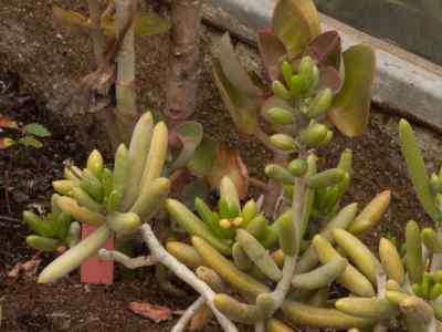 sedum-corynephyllum-fröd-1936