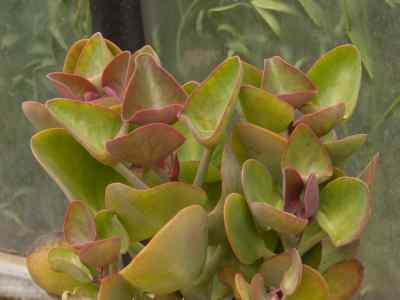 kalanchoe-nyikae-engl-1894