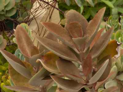 kalanchoe-orgyalis-baker