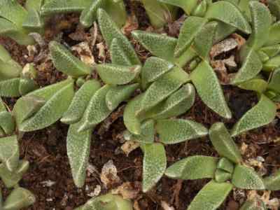 nananthus-aloides-
