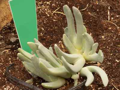 cheiridopsis-denticulata-