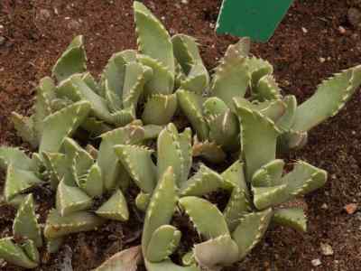 faucaria-tigrina-haw--schwantes1926-