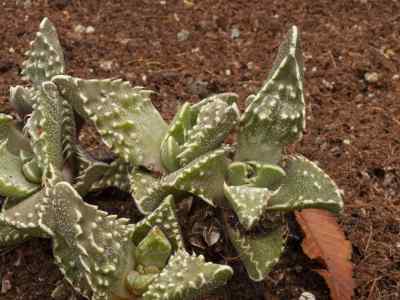 faucaria-felina-spp-tuberculosa-