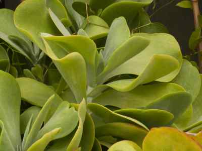 kleinia-amaniensis-a-berger-1910