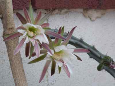 cereus-spegazzinii-f--a--c--weber-1899