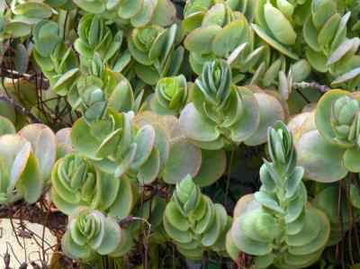 kalanchoe-marnieriana-jacobsen
