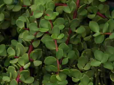 crassula-obovata-haw-1819