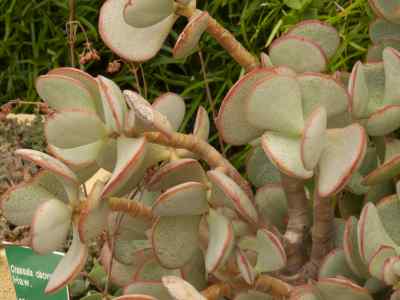 crassula-arborescens-willd-1798