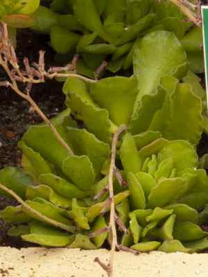 adromischus-cristatus-haw--lem-