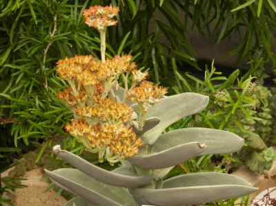 crassula-falcata-wendl-
