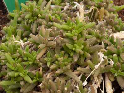 trichodiadema-densum-schwantes-1926