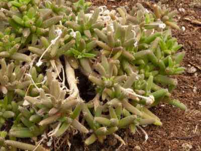 trichodiadema-schwantes-1923