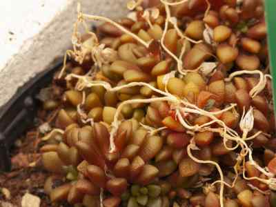 anacampseros-rufescens-haw--sweet1826