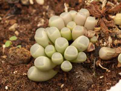 fenestraria-rhopalophylla-schltr---diels-n-e-br-1927-