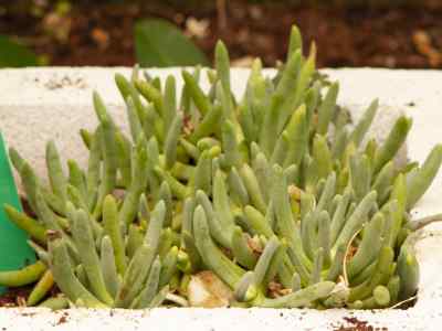 cylindrophyllum-comptonii-l-bolus1932-