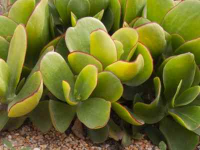 cotyledon-l--1753