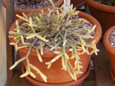 rhipsalis-burchellii-britton--rose-1923