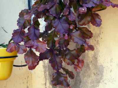 rhipsalis-crispata-haworth-pfeiffer-1837