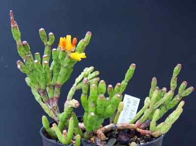 hatiora-salicornioides-britton--rose-1915