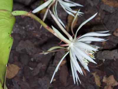 epiphyllum-haw-1812-