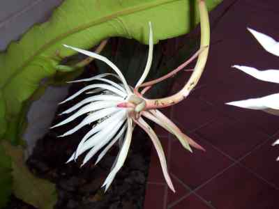 epiphyllum-hookeri-