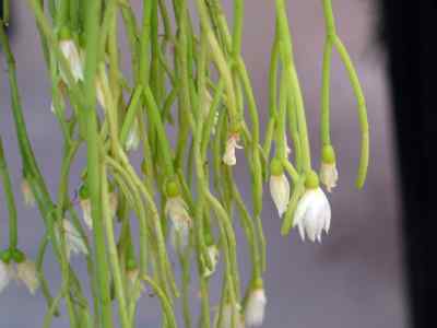 rhipsalis-campos-portoana-loefgren-1918