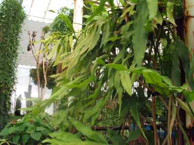 epiphyllum-oxypetalum-dc--haw-1829-