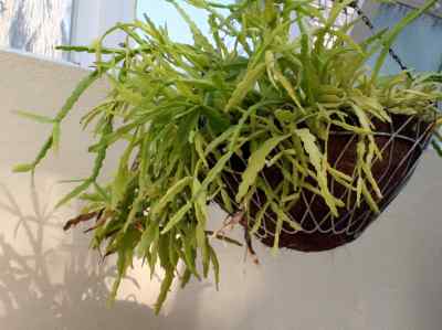 rhipsalis-goebeliana-backeberg-1957