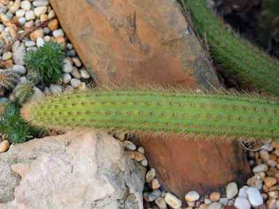 cleistocactus-samaipatanus-cárdenas-d-r--hunt-1987