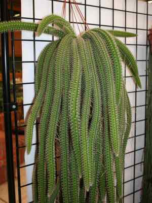 aporocactus-martianus-zucc--ex-pfeiff--britton--rose