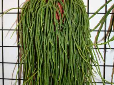 rhipsalis-teres-vellozo-steudel-1841